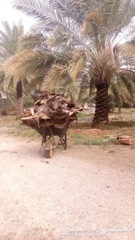 نشتغل جميع الشغال تكريب تلقيح بنا قلع فروخ من يشتي عميال يت 2