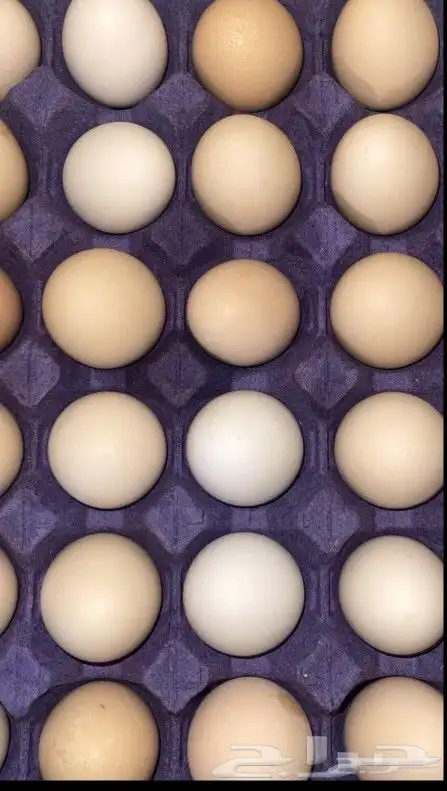 بيض بلدي مخصب 0