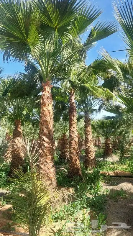 نخل واشنطني 1