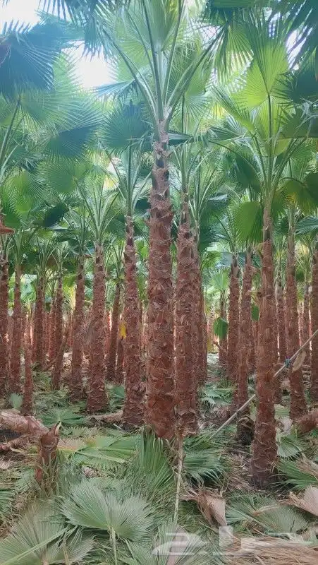 نخل واشنطني 8