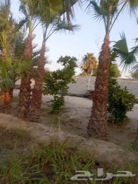 زراعة النخيل الواشنطانيا والنخيل البلدي والعشب وتنسيق الحدائ 0