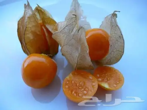 شتلات نبات الحرنكش او التوت الذهبي 1