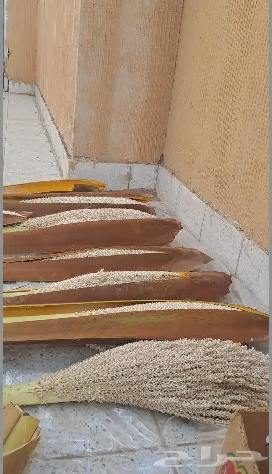 نعمل في مجال لقاح النخيل كم يوجد لدينا لقاح جديد 0