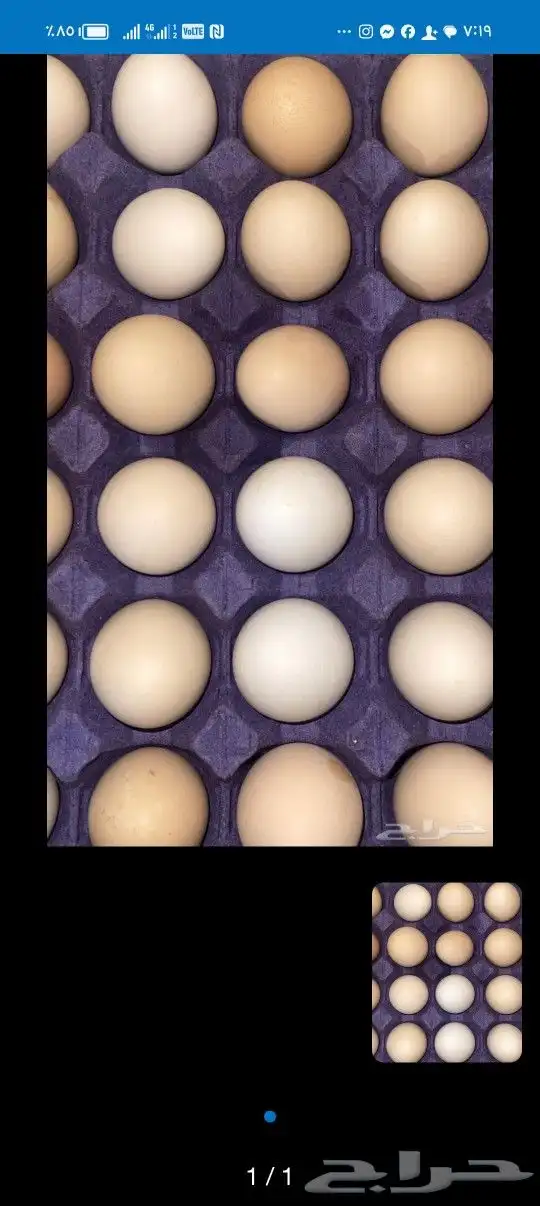 بيض بلدي مخصب 1