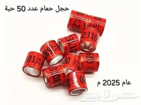 حجل حمام مرقم العدد 50 عام 2025 م 0