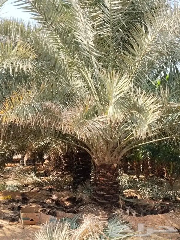 ابو سالم لتوريد جميع انواع النخل عربي والوشنطني 3