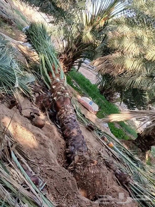 مجدول طول الساق مترين وعليها 3