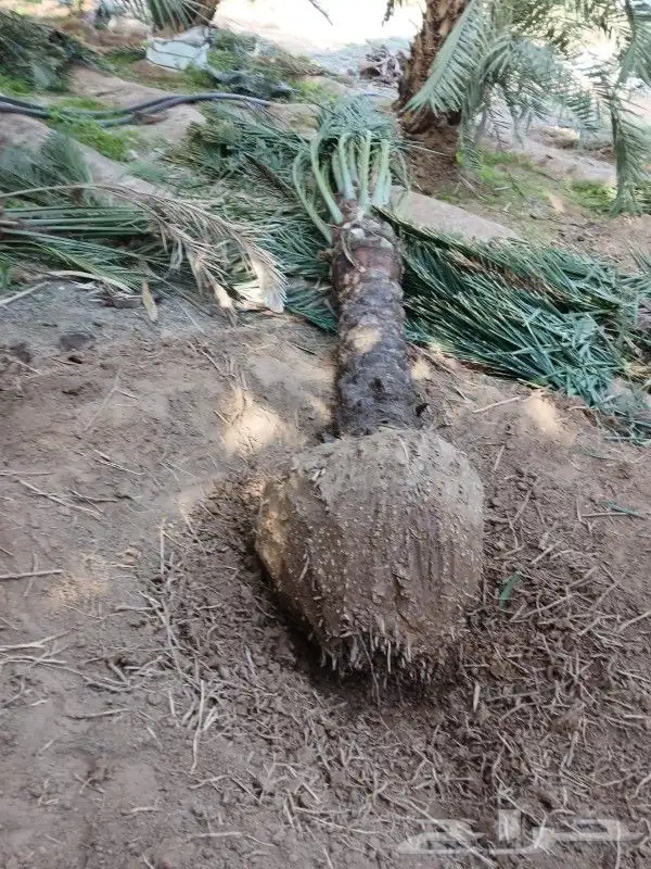 مجدول طول الساق مترين وعليها 2