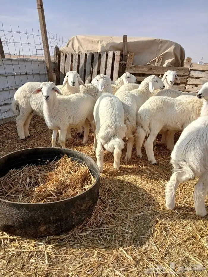 يوجد لدينا ذبايح 1
