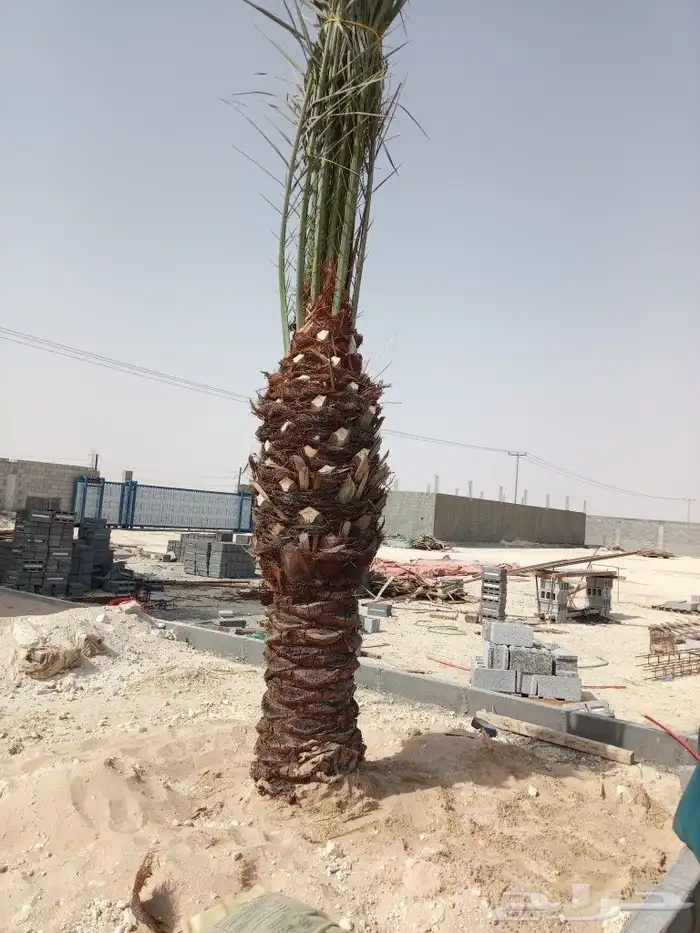 زراعة النخيل الواشنطانيا والنخيل البلدي والعشب وتنسيق الحدائ 4