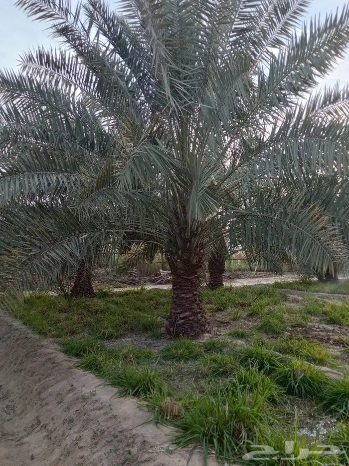 زراعة النخيل الواشنطانيا والنخيل البلدي والعشب وتنسيق الحدائ 5
