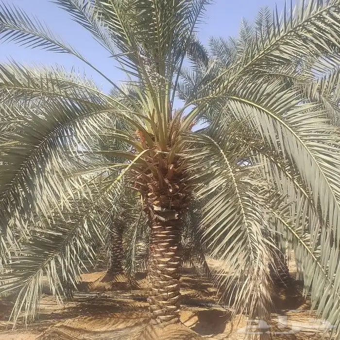 ابو سالم لتوريد جميع انواع النخل عربي والوشنطني 0