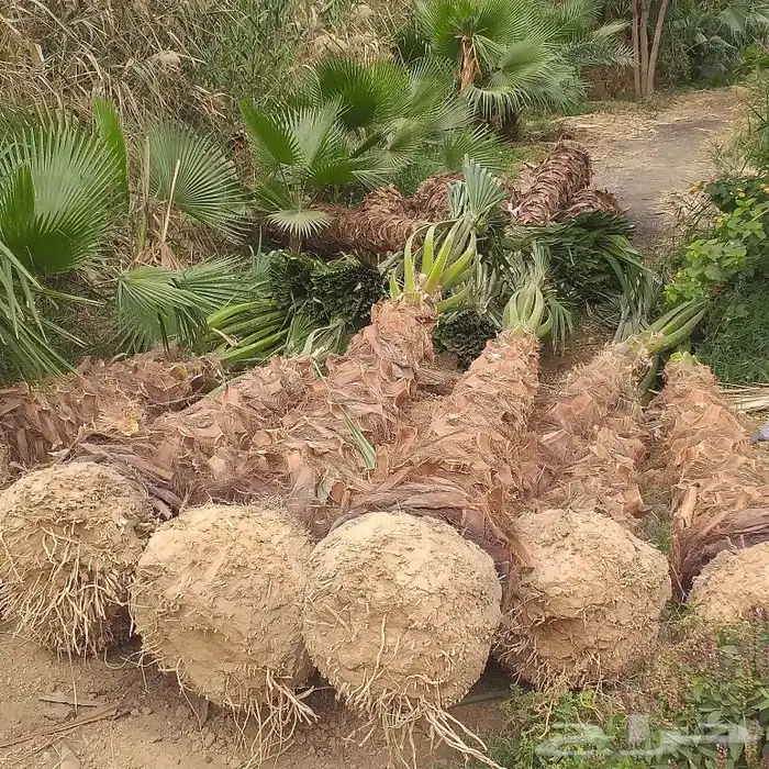 ابو سالم لتوريد جميع انواع النخل عربي والوشنطني 1