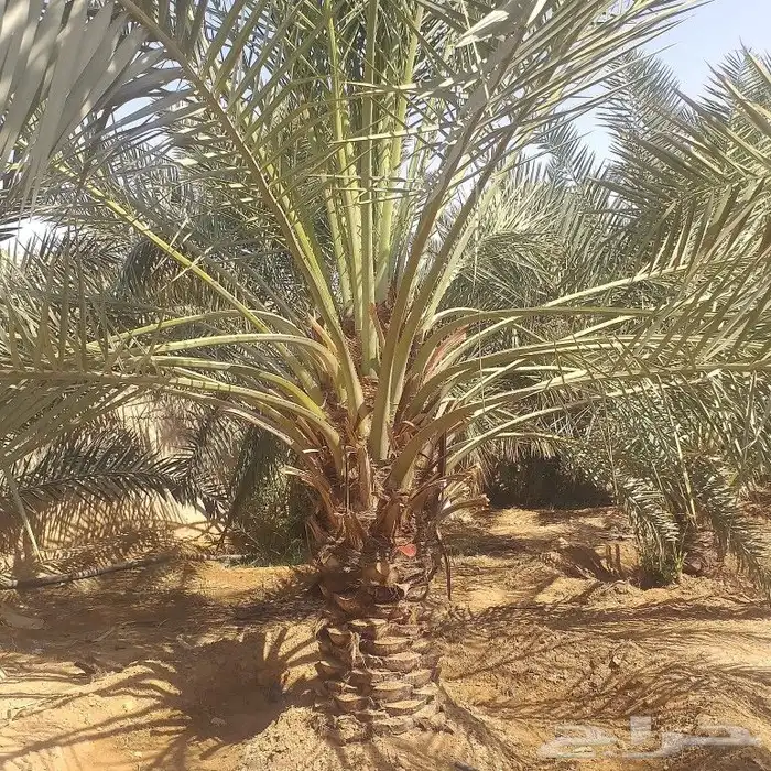 ابو سالم لتوريد جميع انواع النخل عربي والوشنطني 2