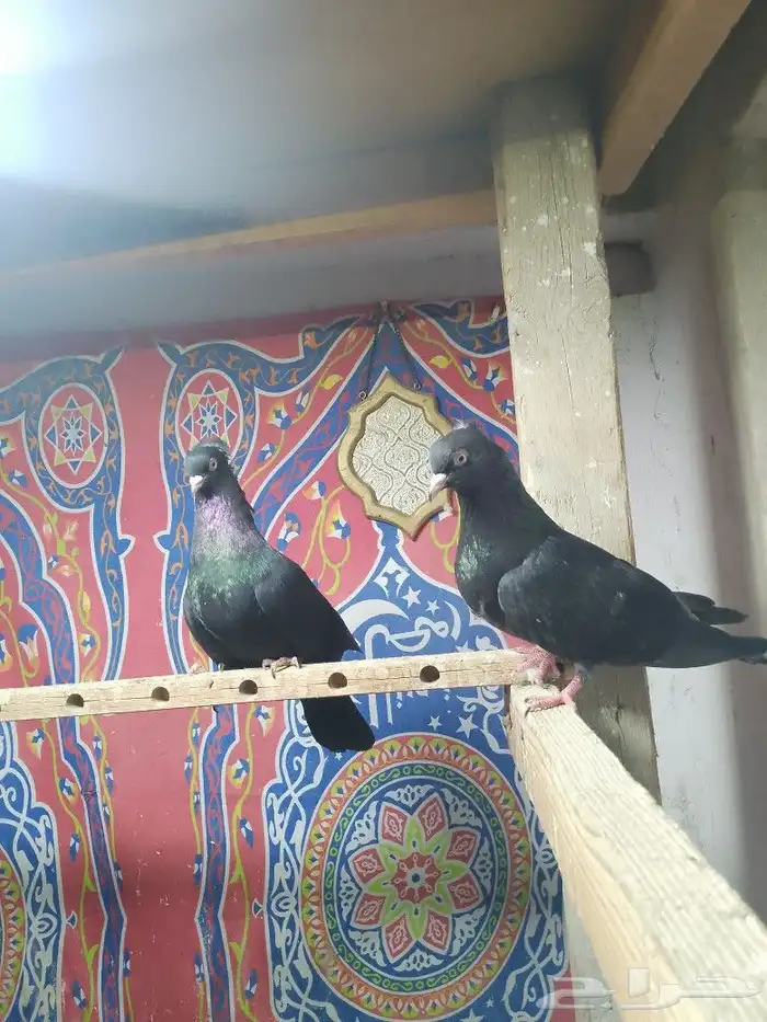 حمام قطيفي 4