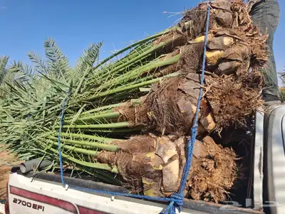 يوجدلدين جميع انواع انخل مكه جده اسحل 2