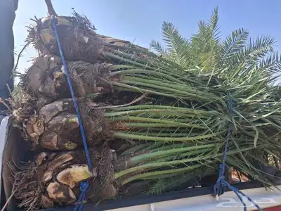 يوجدلدين جميع انواع انخل مكه جده اسحل 3