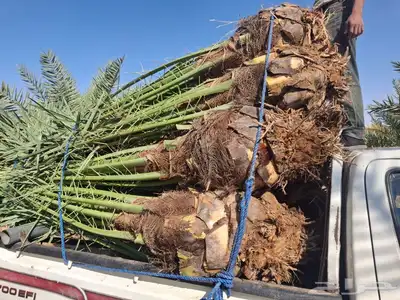 يوجدلدين جميع انواع انخل مكه جده اسحل 1