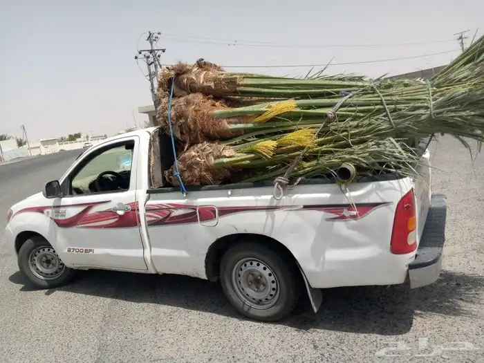 مشاءالله تبارك الله نخل طيب ومثمر من اسنه هذي 4