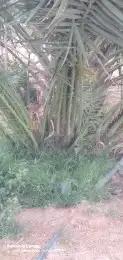 يوجدلدين جميع انواع انخل مكه جده اسحل 6