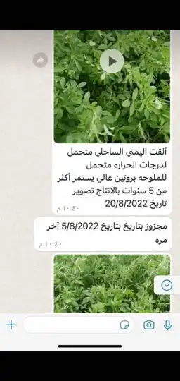 بذور برسيم ساحلي يمني 0