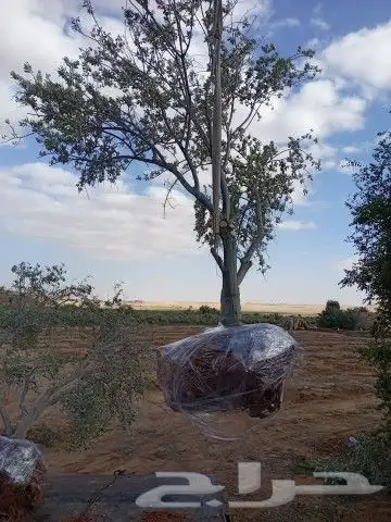 اعمال النخيل نعمل في تجبير المزارع ورعايتها تشويك وتلقيح وتك 2