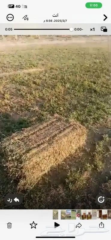 برسيم مخلوط للبيع الحجر 1