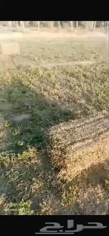 برسيم مخلوط للبيع الحجر 0