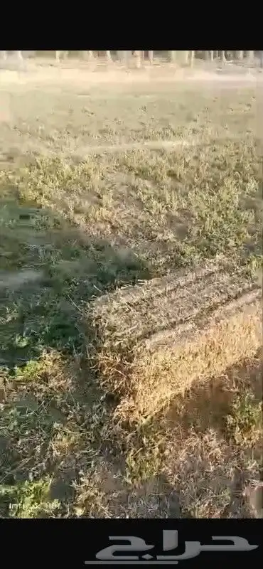 برسيم مخلوط للبيع الحجر 3
