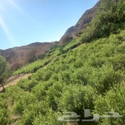 حناء المدينه متوفر ورق ومطحون وشحن للجمله 1