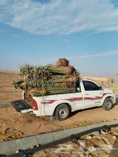 تواجد ردينا ثلاث 30 حبه في مكه نقل جده والطائف واسعار مناسبه 2