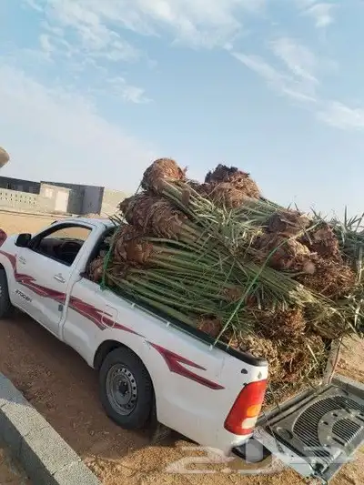 تواجد ردينا ثلاث 30 حبه في مكه نقل جده والطائف واسعار مناسبه 3