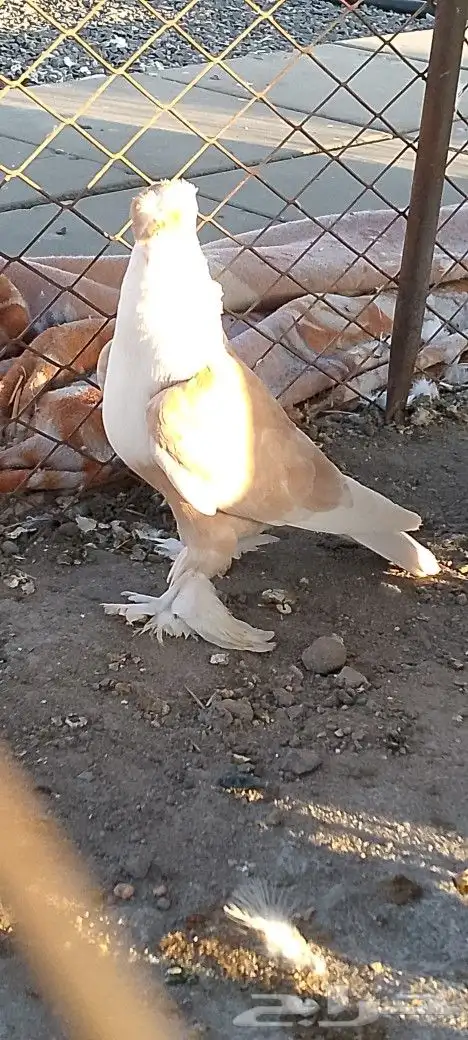 حمام لبناني 1
