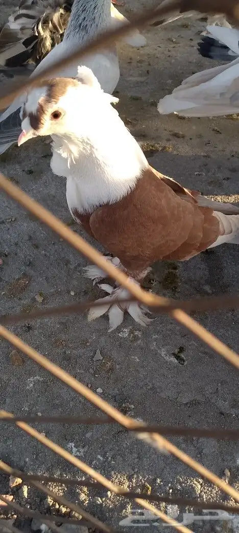 حمام لبناني 0