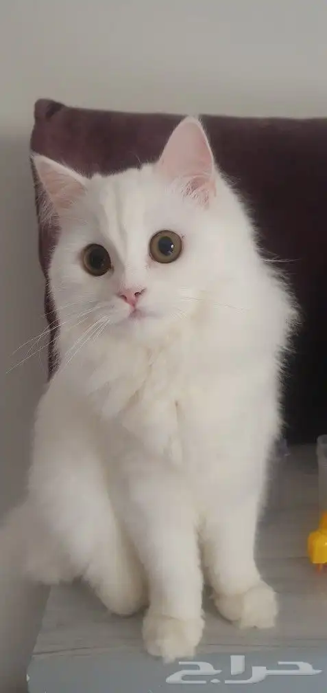 قطط للتبني 2