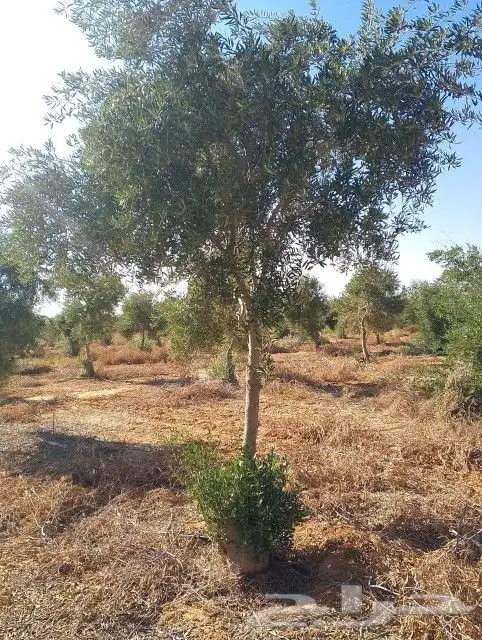يوجد لدينا زيتون بجميع انواعه يوسف فندي برتقال ليمون 3