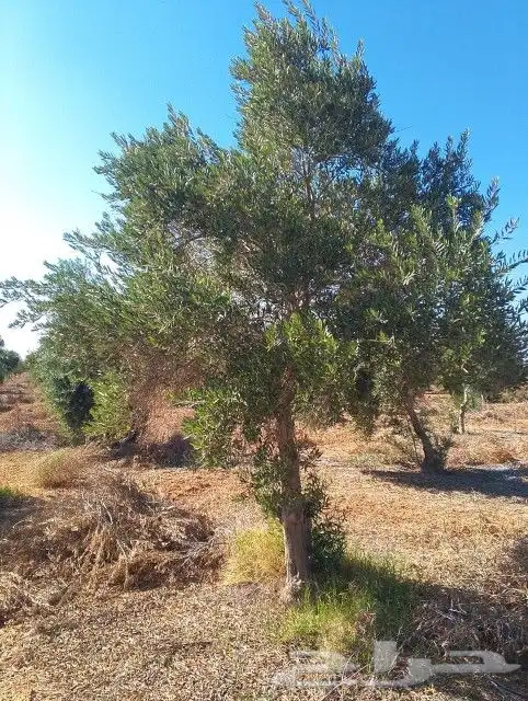 يوجد لدينا زيتون بجميع انواعه يوسف فندي برتقال ليمون 5