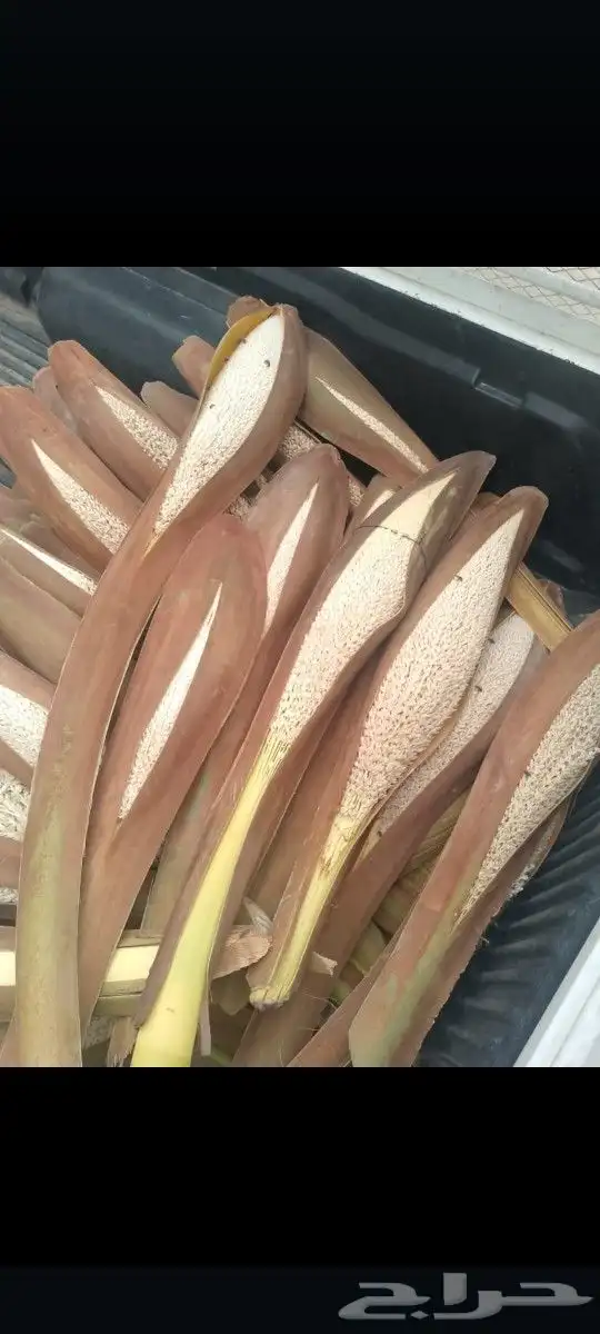 يوجد لدينا لقاح نخل سيوف طازج وكراتين ناشف 1