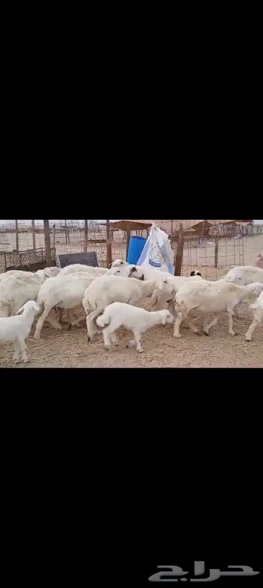 ضان حريه خلفات عددها 12 0