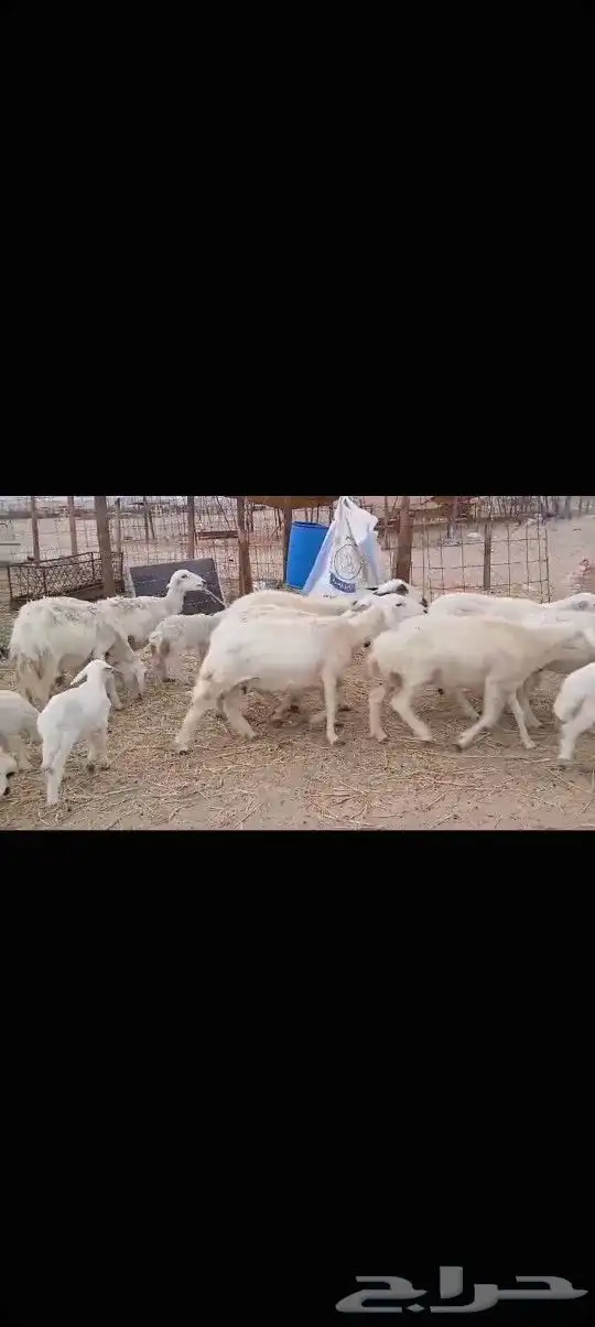 ضان حريه خلفات عددها 12 1