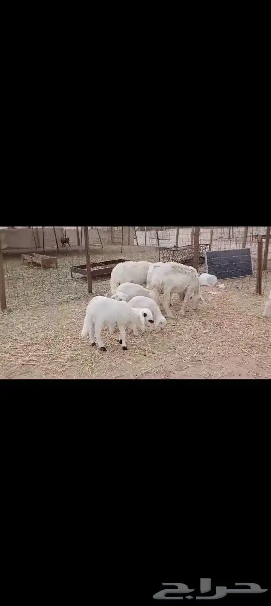 ضان حريه خلفات عددها 12 2