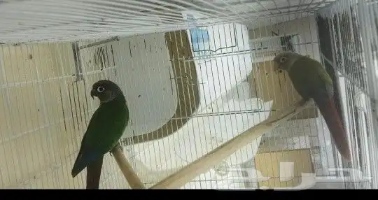 اجواز كنيور منتجه 0