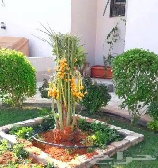 اعمال النخيل نعمل في تجبير المزارع ورعايتها تشويك وتلقيح وتك 4