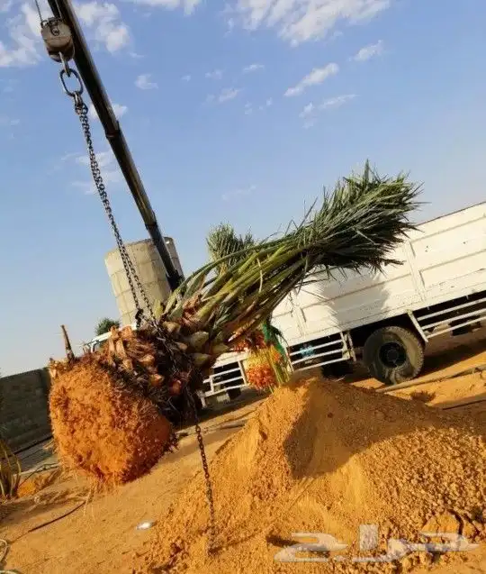 اعمال النخيل نعمل في تجبير المزارع ورعايتها تشويك وتلقيح وتك 6