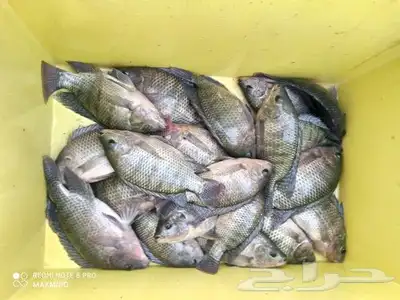 للبيع سمك بلطي 1