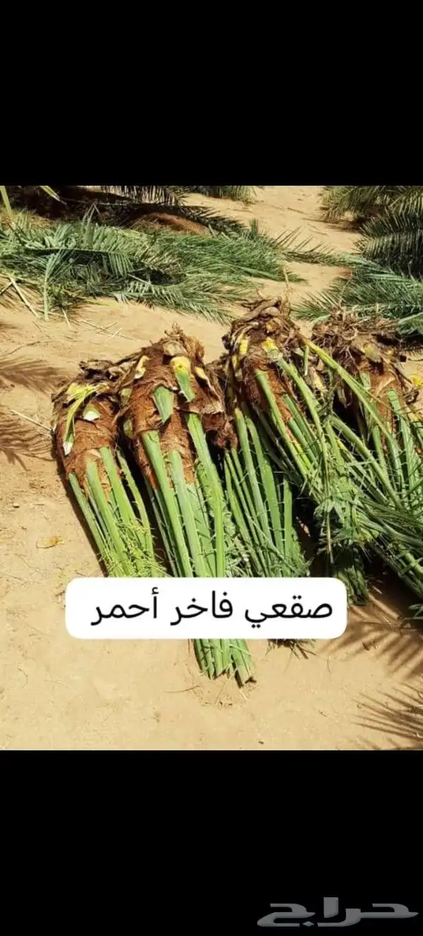يوجد لدينا نخل للبيع بجميع انواعه ومقاساته 0