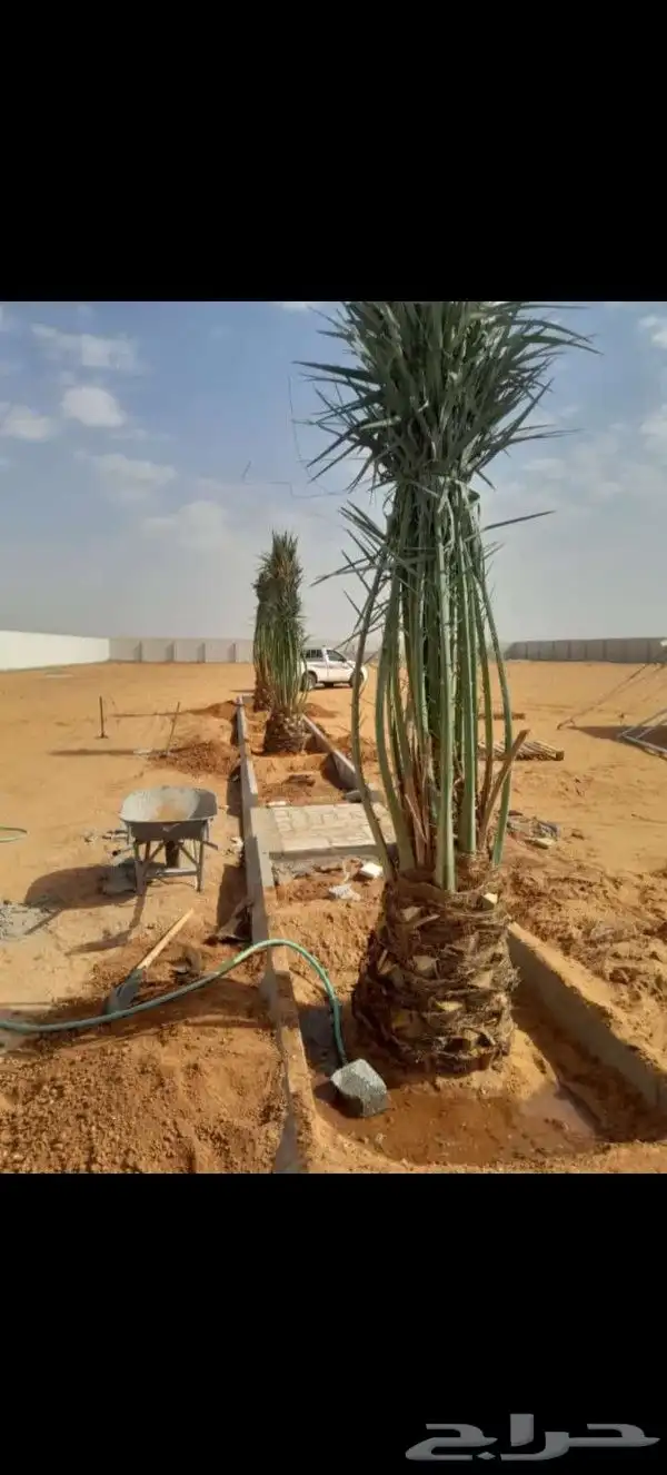 يوجد لدينا نخل للبيع بجميع انواعه ومقاساته 4