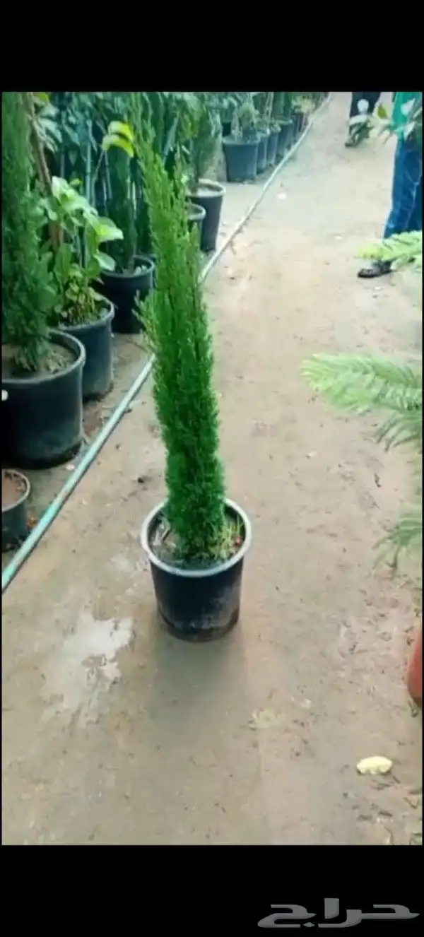 يوجد لدينا نخل للبيع بجميع انواعه ومقاساته 1