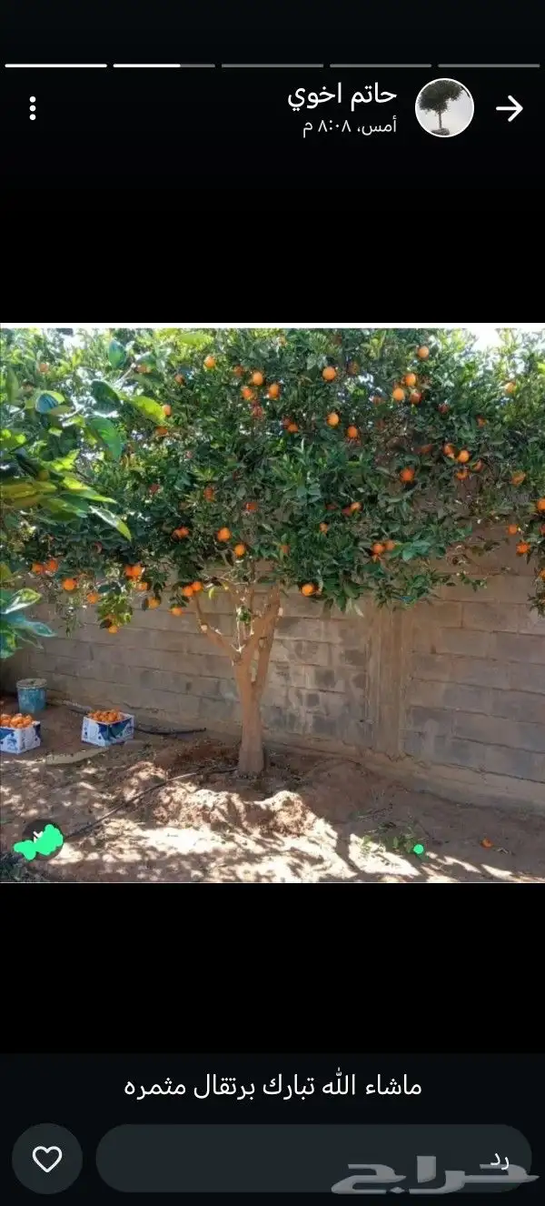 يوجد لدينا زيتون بجميع انواعه يوسف فندي برتقال ليمون 7