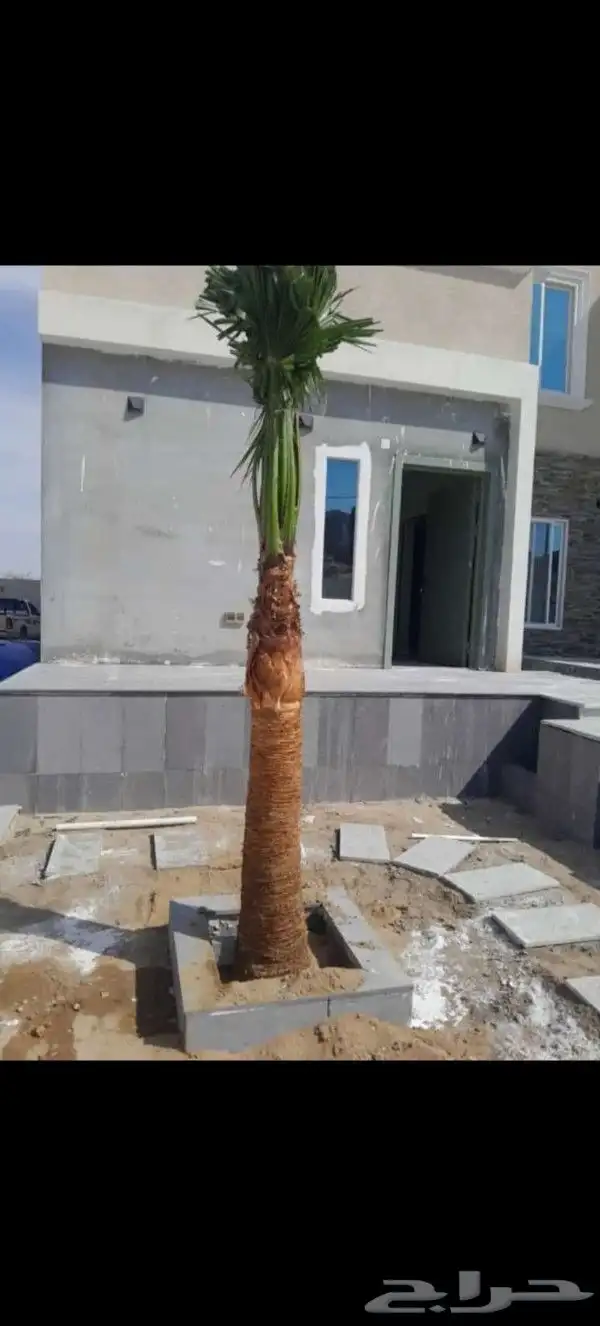 يوجد لدينا نخل للبيع بجميع انواعه ومقاساته 6
